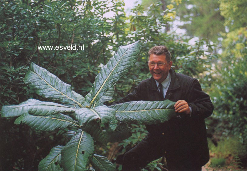 Rhododendron sinogrande