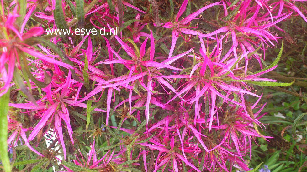 Rhododendron stenopetalum 'Linearifolium'