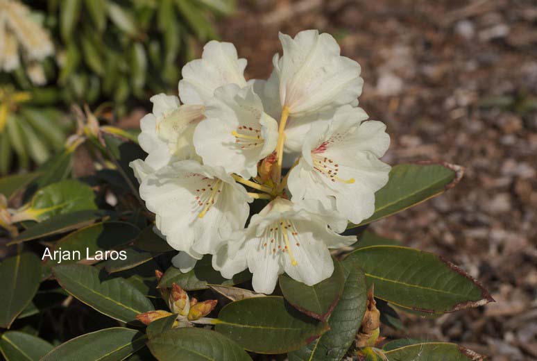 Rhododendron wasonii