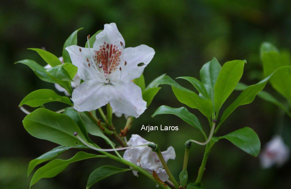 Rhododendron yunnanense