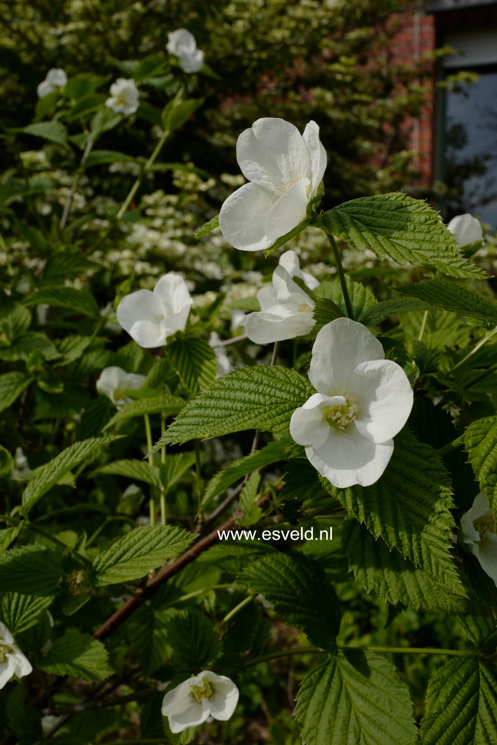 Rhodotypos scandens