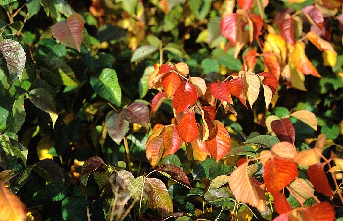 Rhus radicans