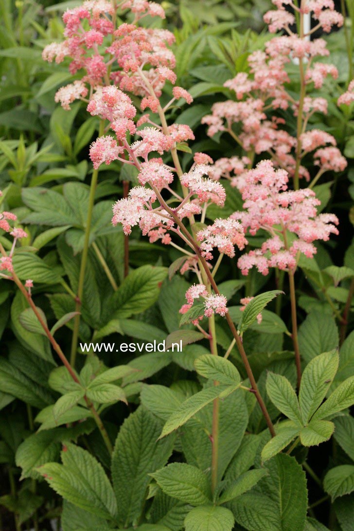 Rodgersia pinnata 'Die Stolze'