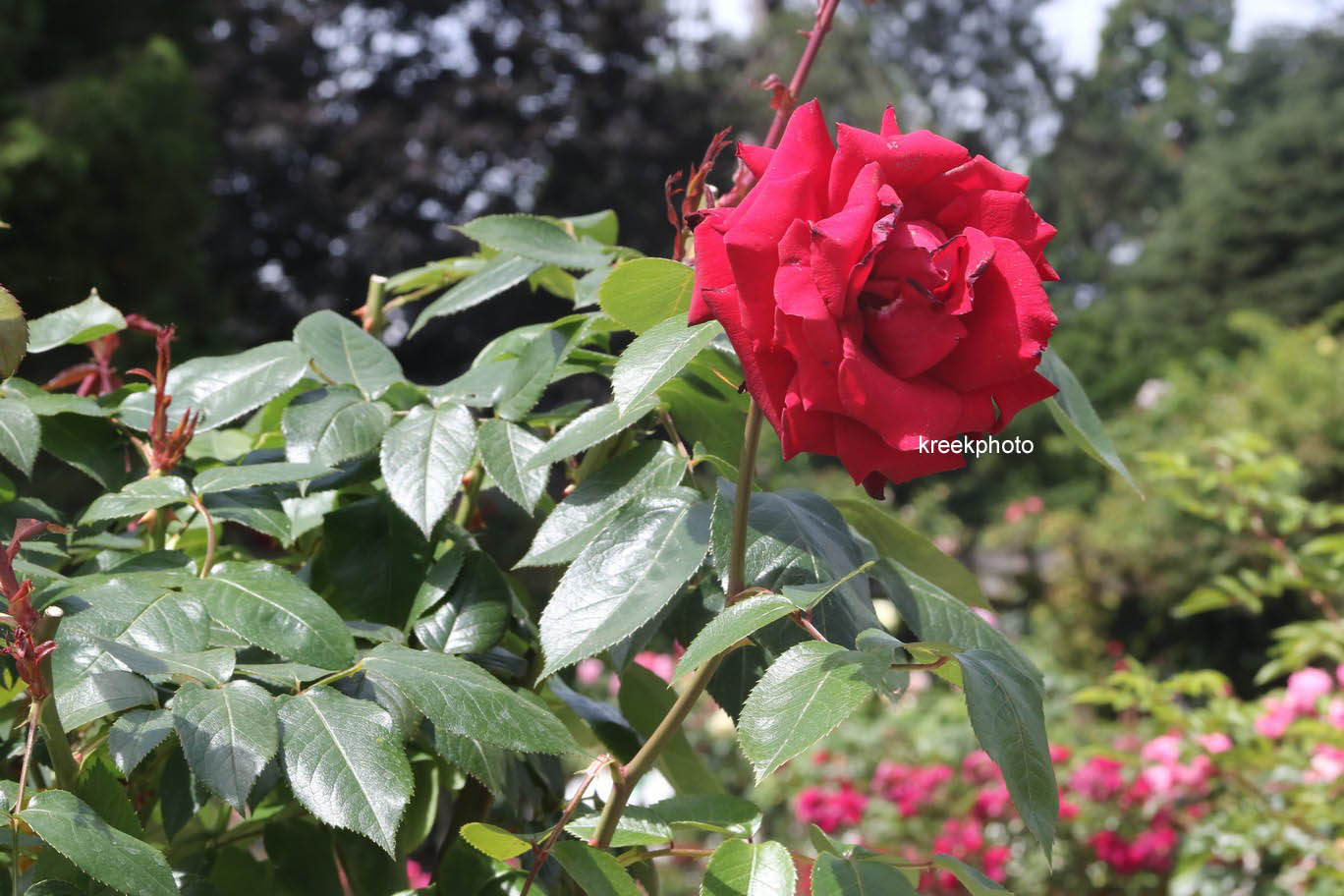 Rosa 'Ingrid Bergman'
