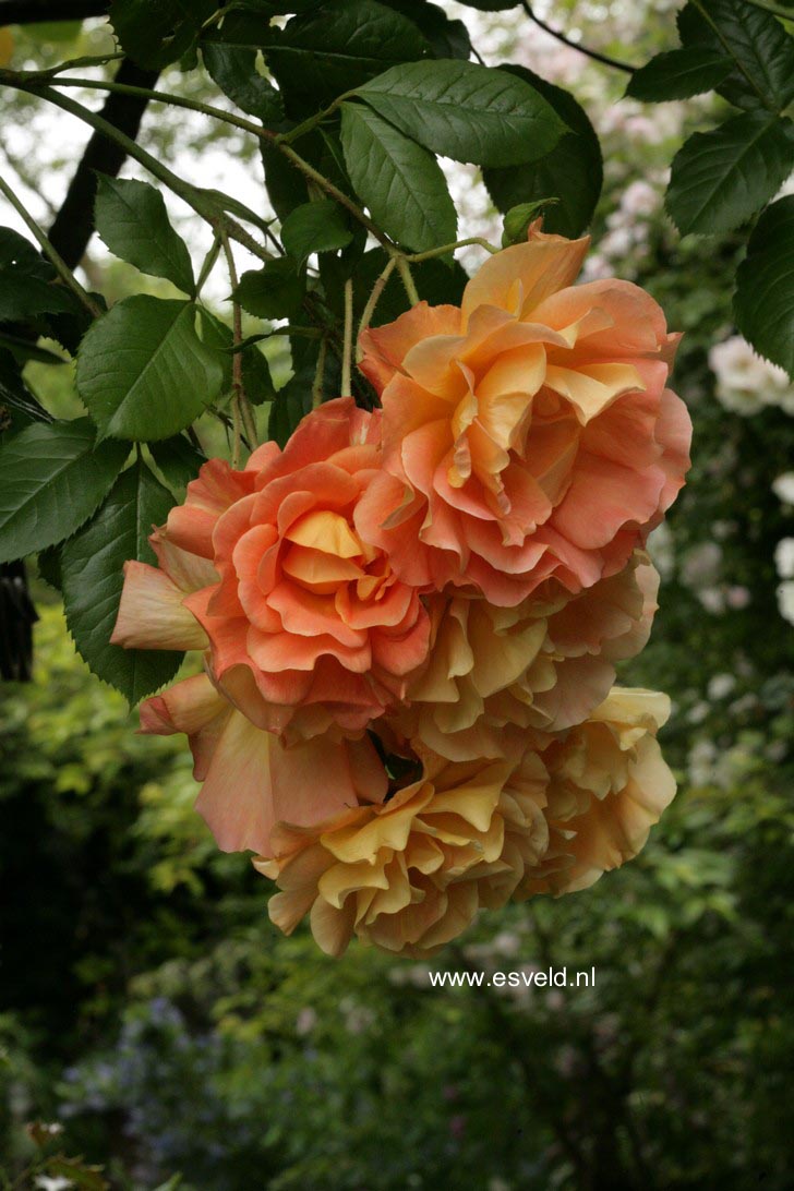 Rosa 'Korlawe' (WESTERLAND)