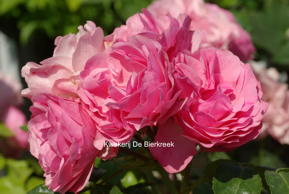 Rosa 'Meideauri' (LEONARDO DA VINCI)