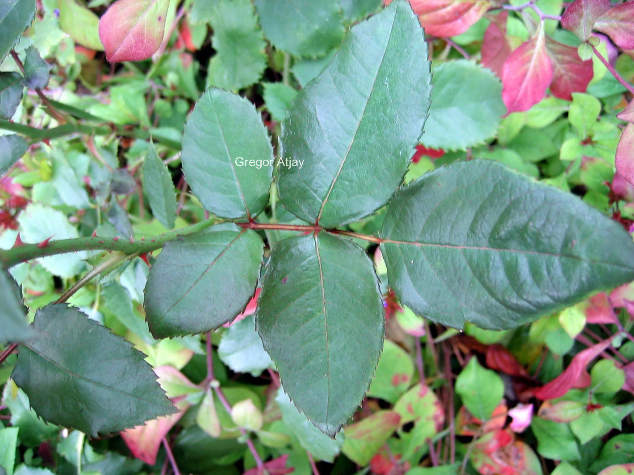 Rosa 'Pernille Poulsen'