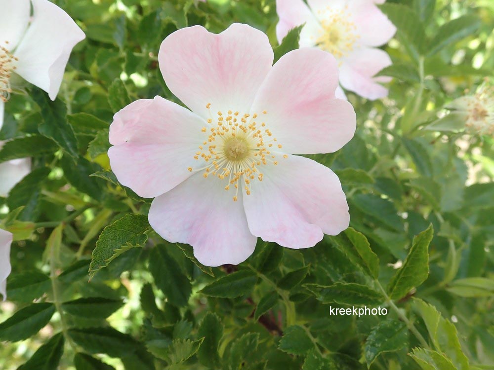 Rosa canina