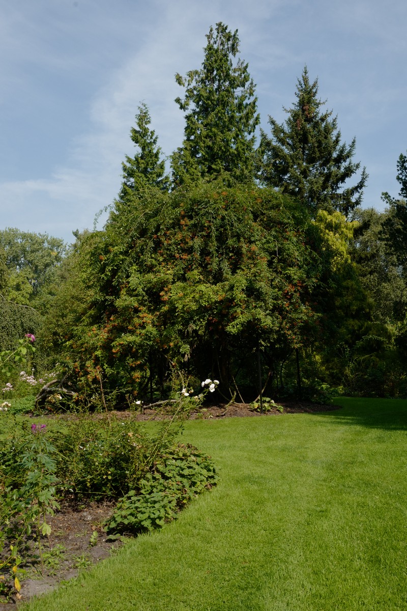 Rosa filipes 'Kiftsgate'