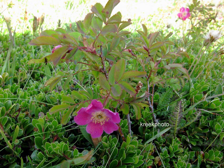 Rosa pendulina