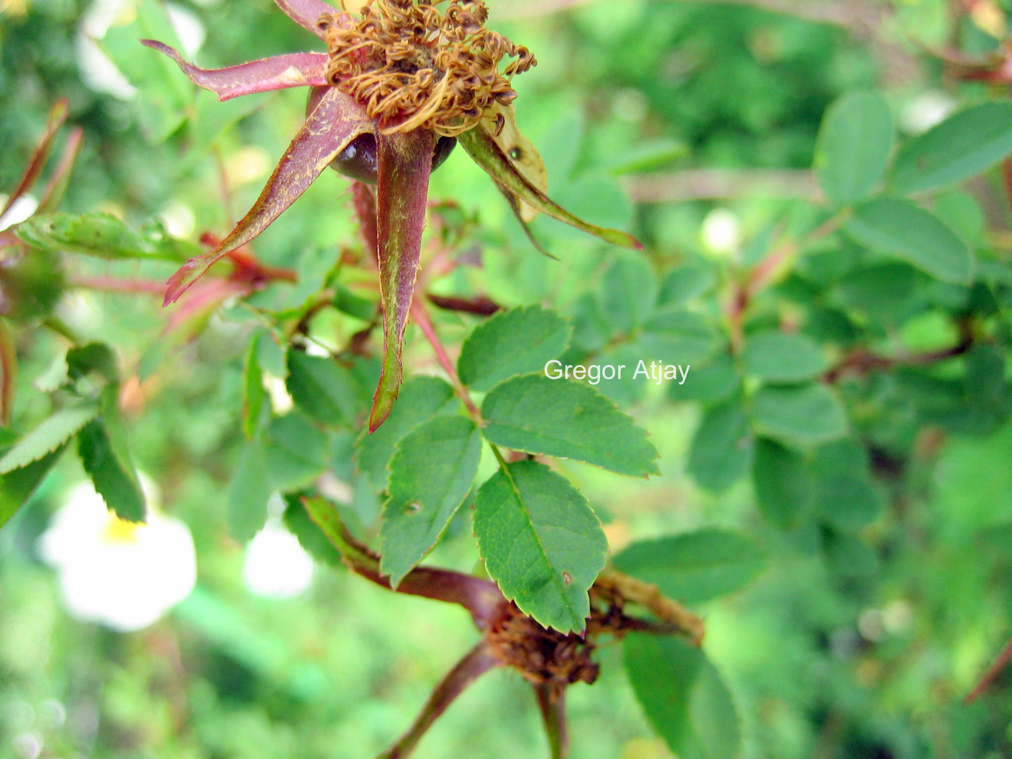Rosa pimpinellifolia