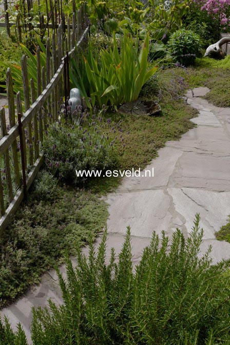 Rosmarinus officinalis