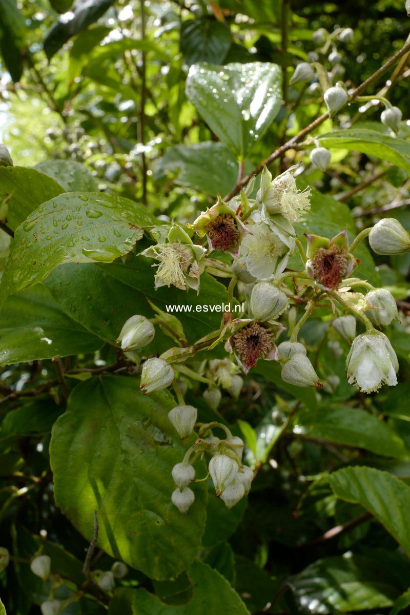 Rubus acuminatus