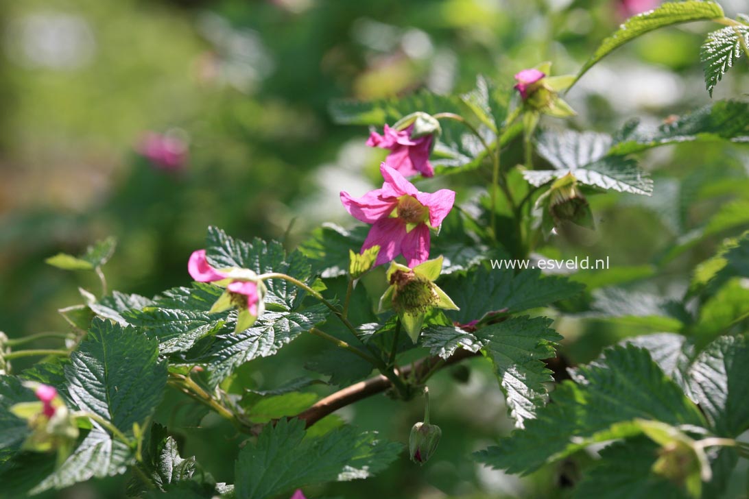 Rubus spectabilis