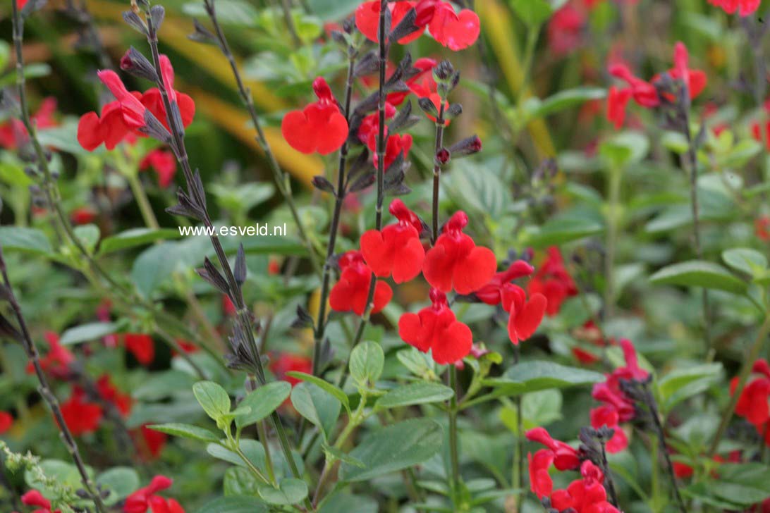 Salvia 'Royal Bumble'