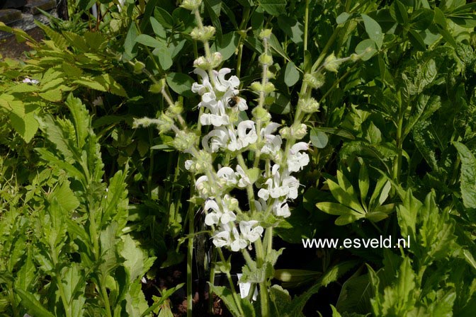 Salvia argentea
