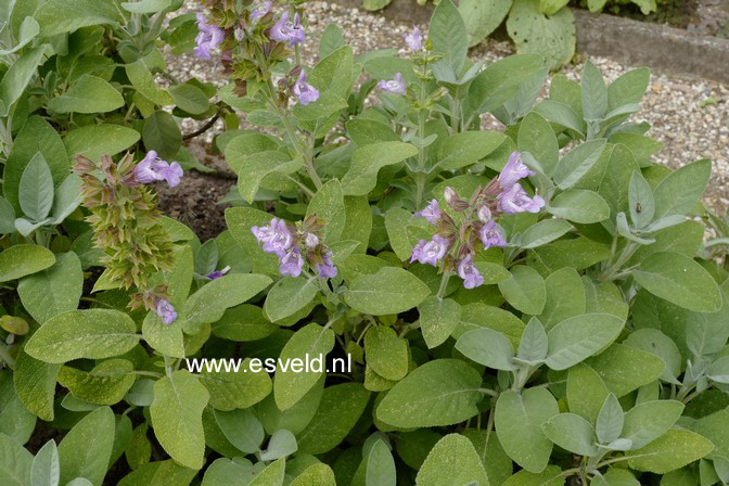 Salvia officinalis 'Berggarten'