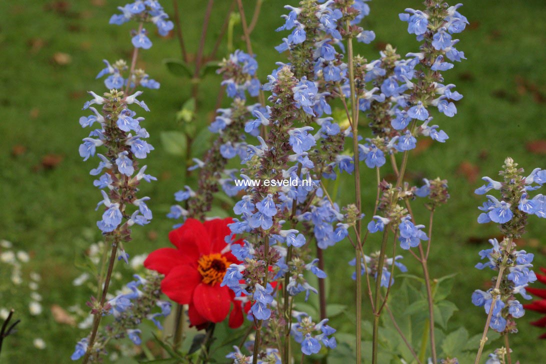 Salvia uliginosa