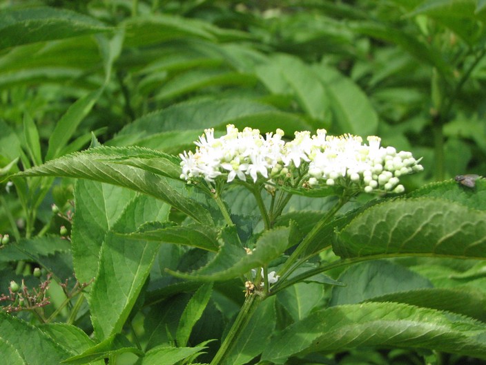 Sambucus ebulus