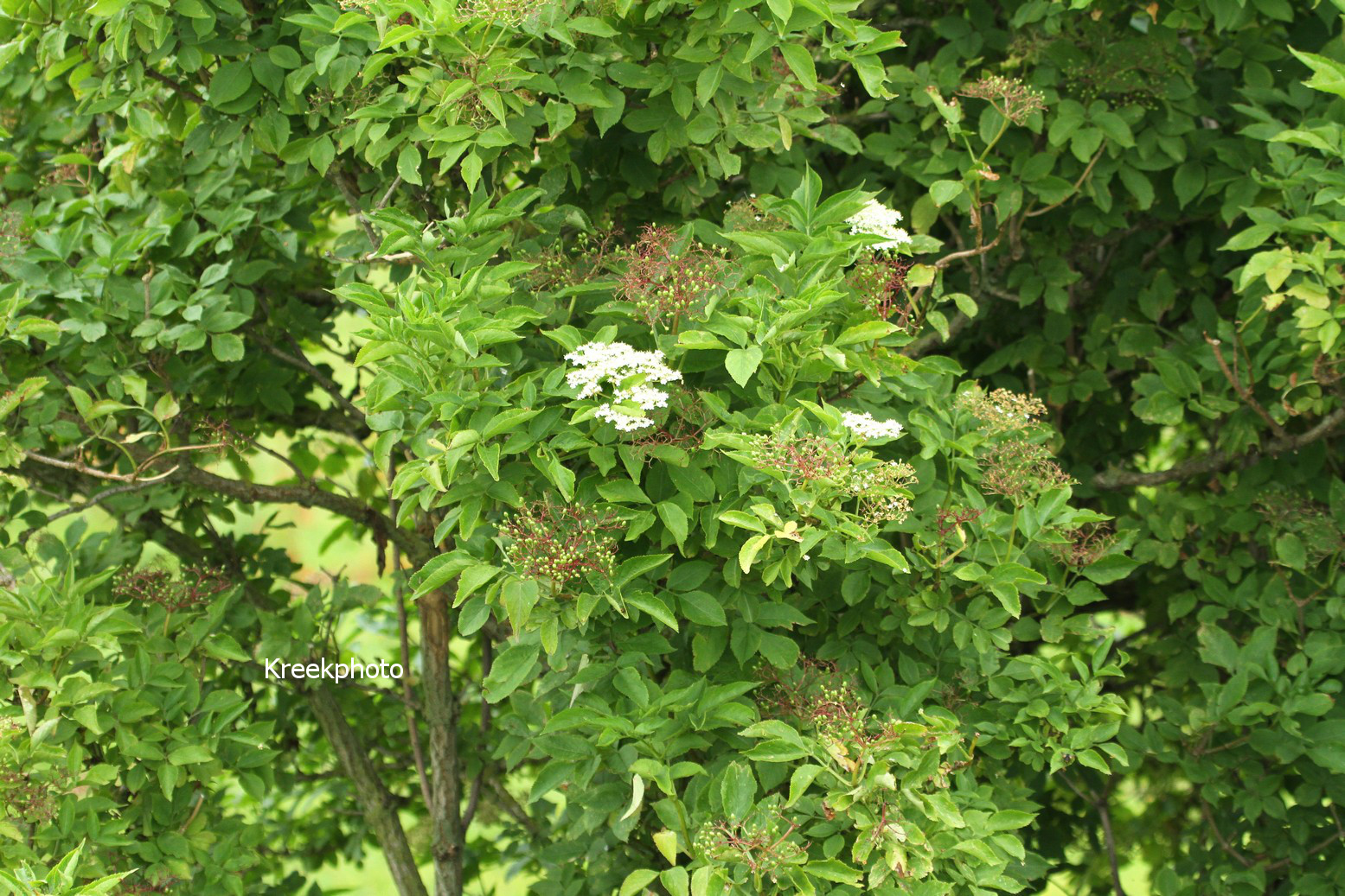 Sambucus nigra