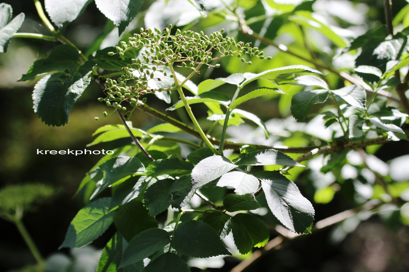 Sambucus racemosa