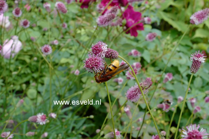 Sanguisorba officinalis 'Pink Tanna'
