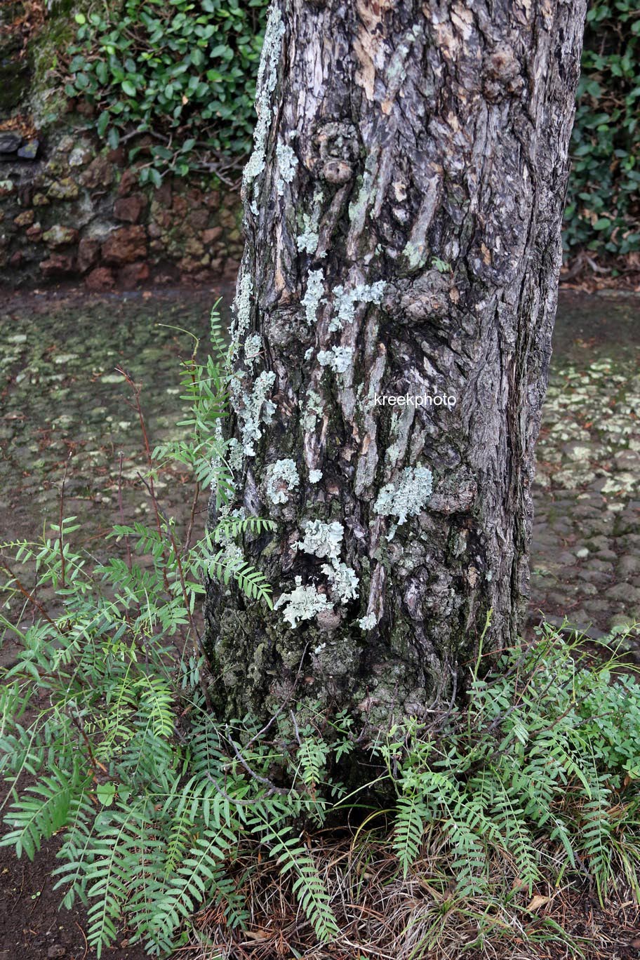 Schinus molle