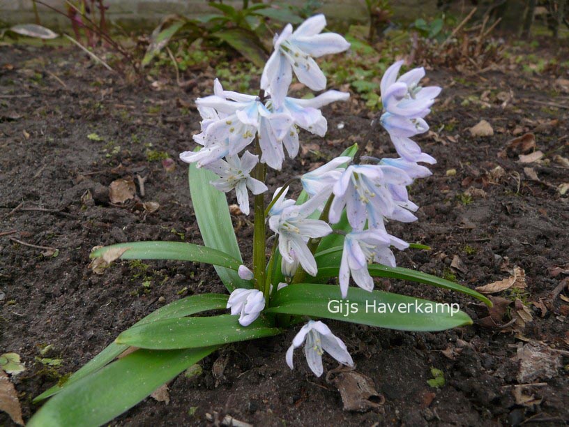 Scilla mischtschenkoana