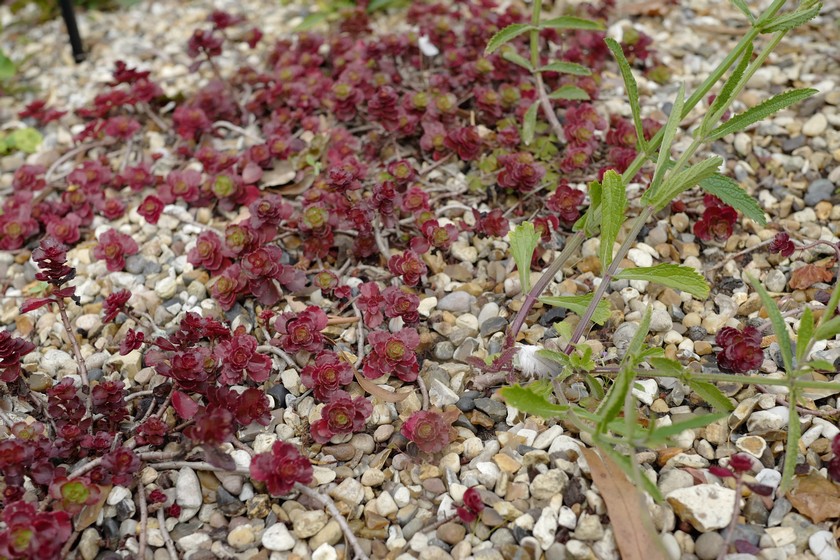 Sedum spurium 'Schorbusser Blut'