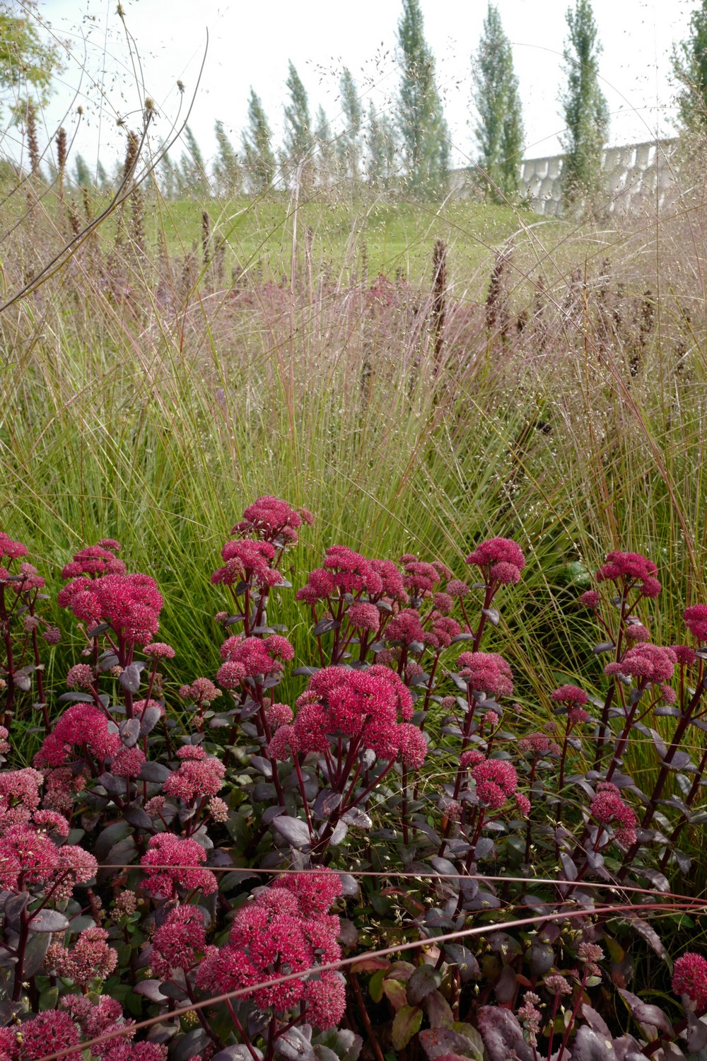 Sedum telephium 'Karfunkelstein'