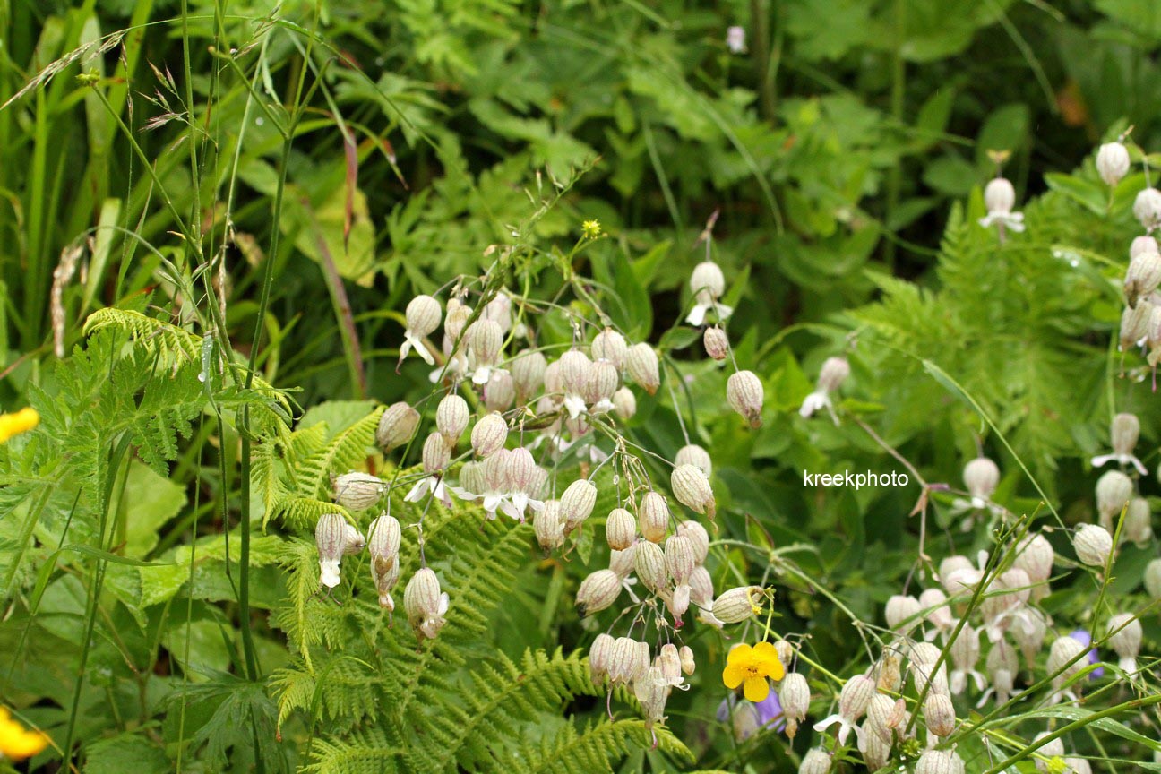Silene vulgaris