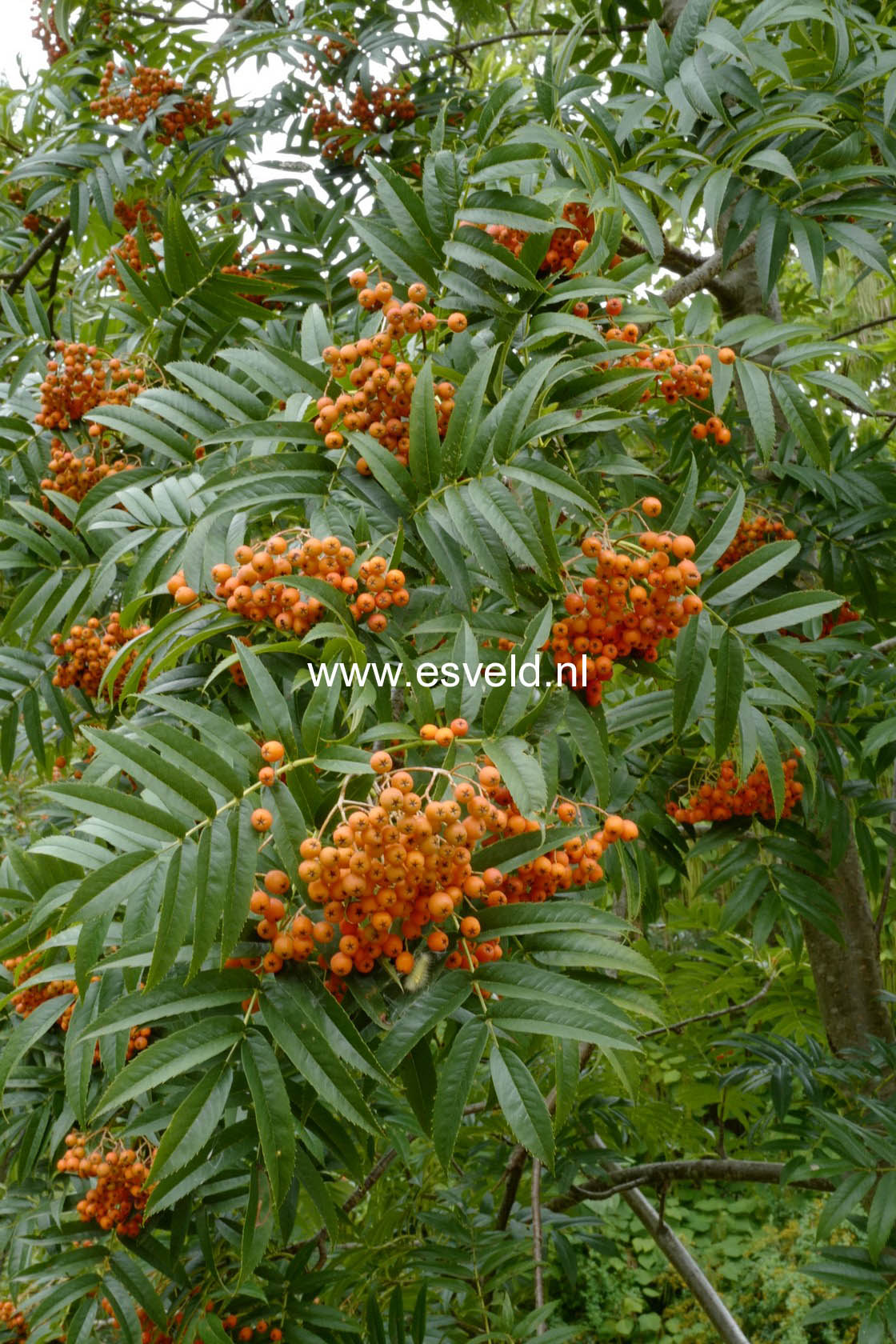 Sorbus 'Dodong'