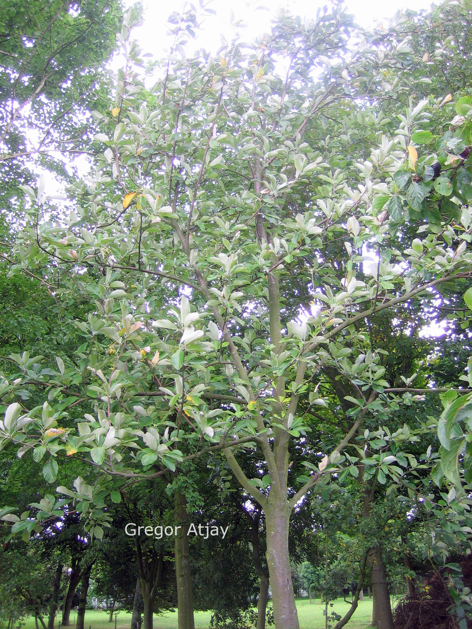 Sorbus aria 'Magnifica'