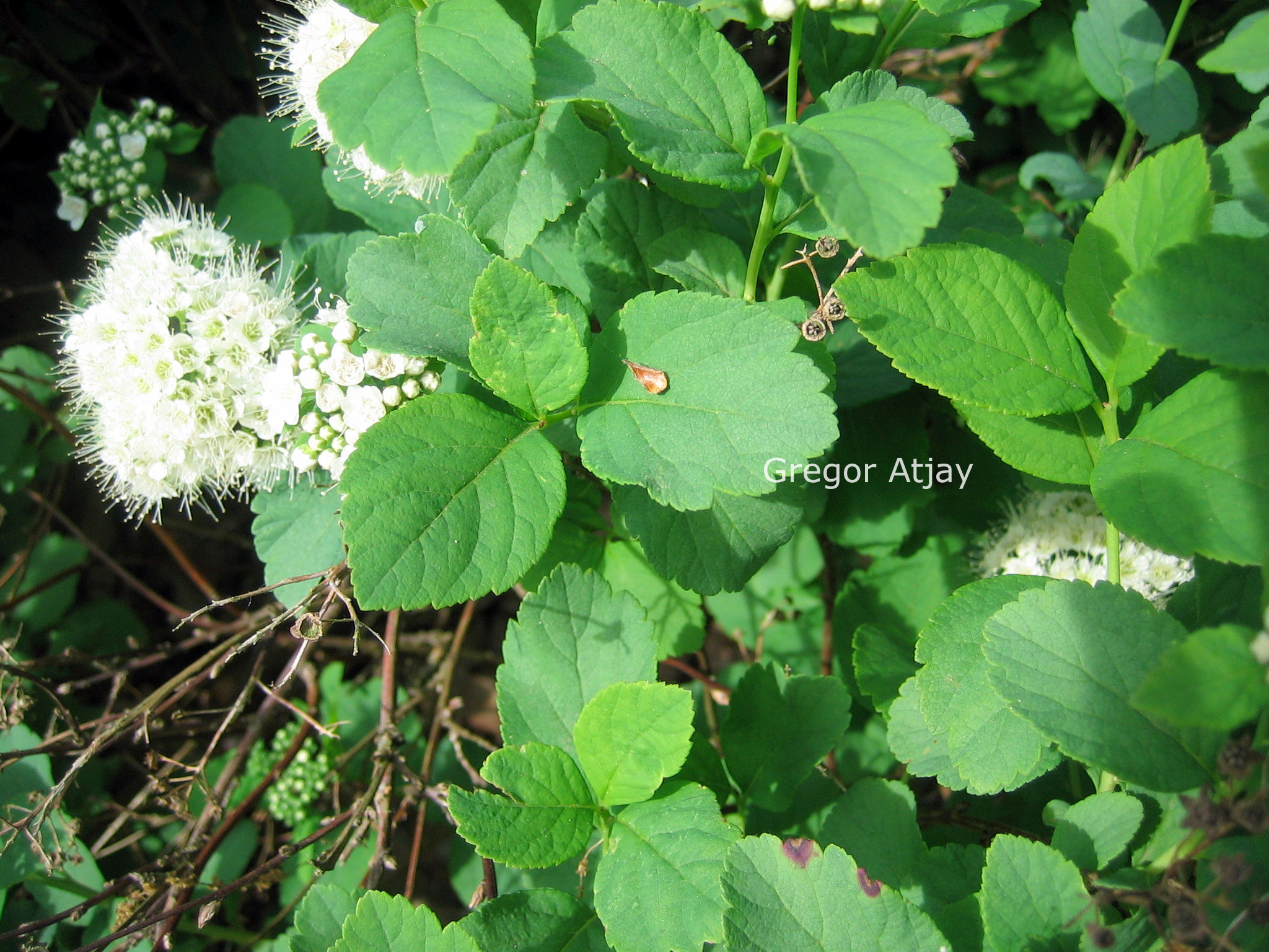 Spiraea betulifolia