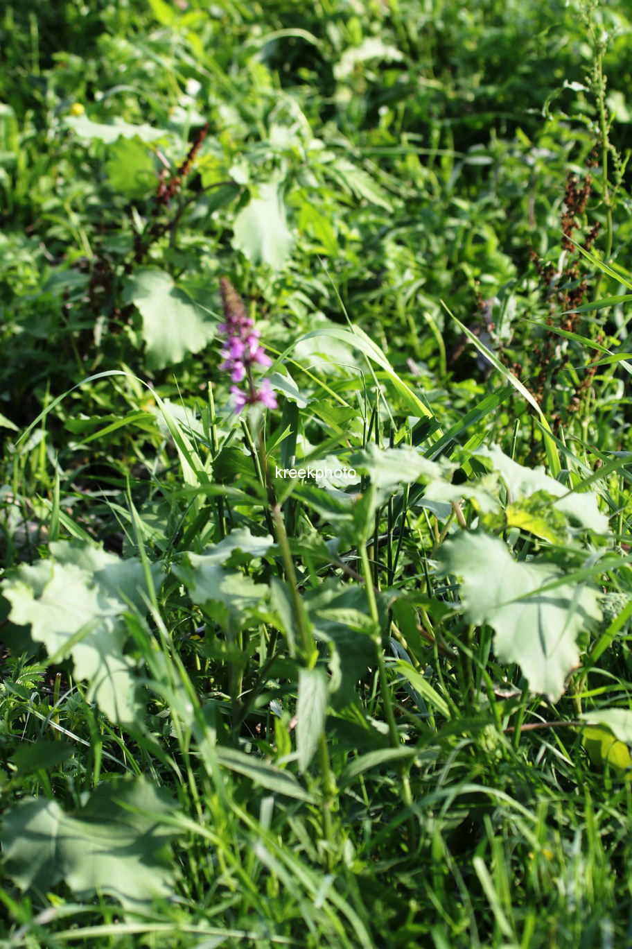 Stachys palustris