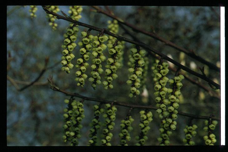 Stachyurus praecox 'Petra'