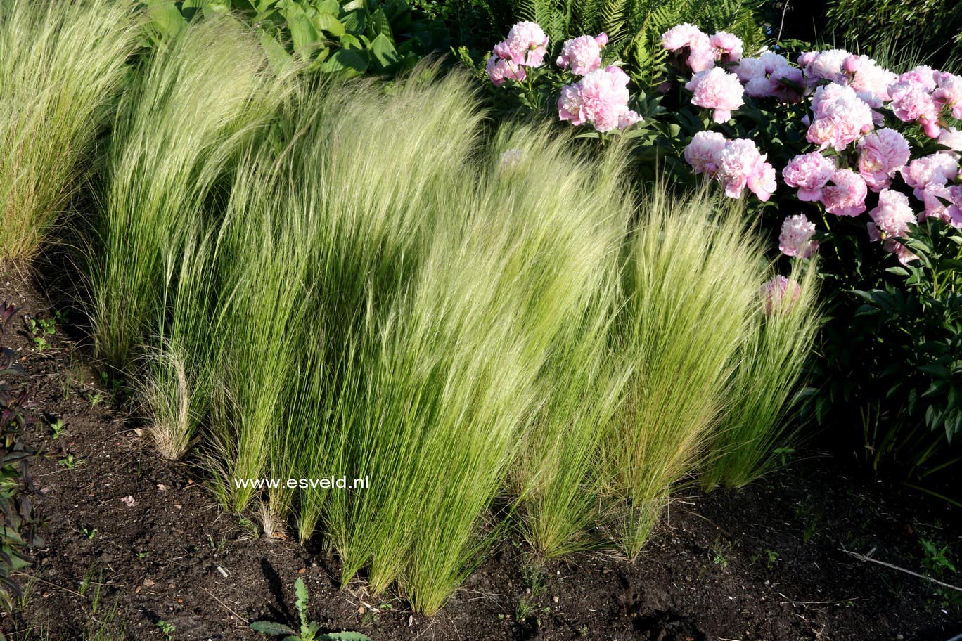 Stipa tenuissima