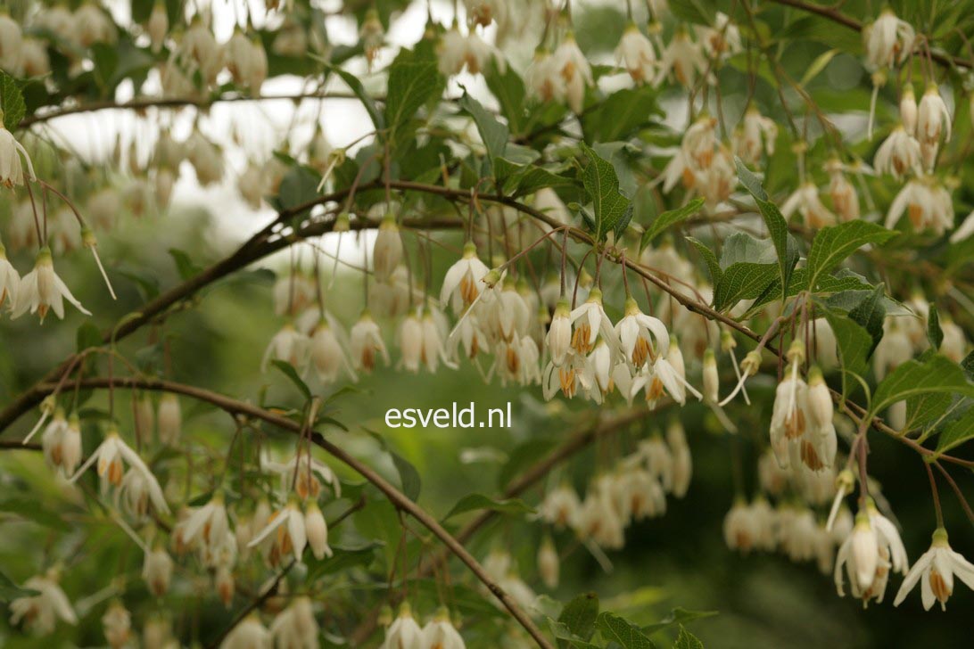 Styrax formosanus var. formosanus