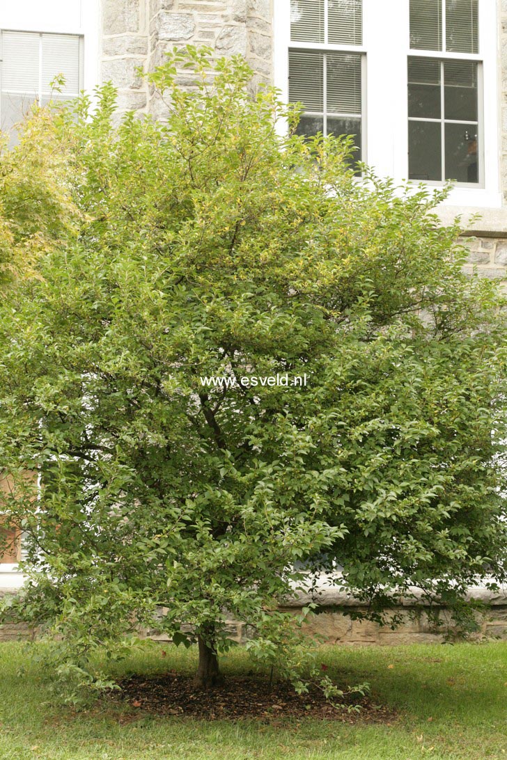 Styrax japonicus 'Chrystal'