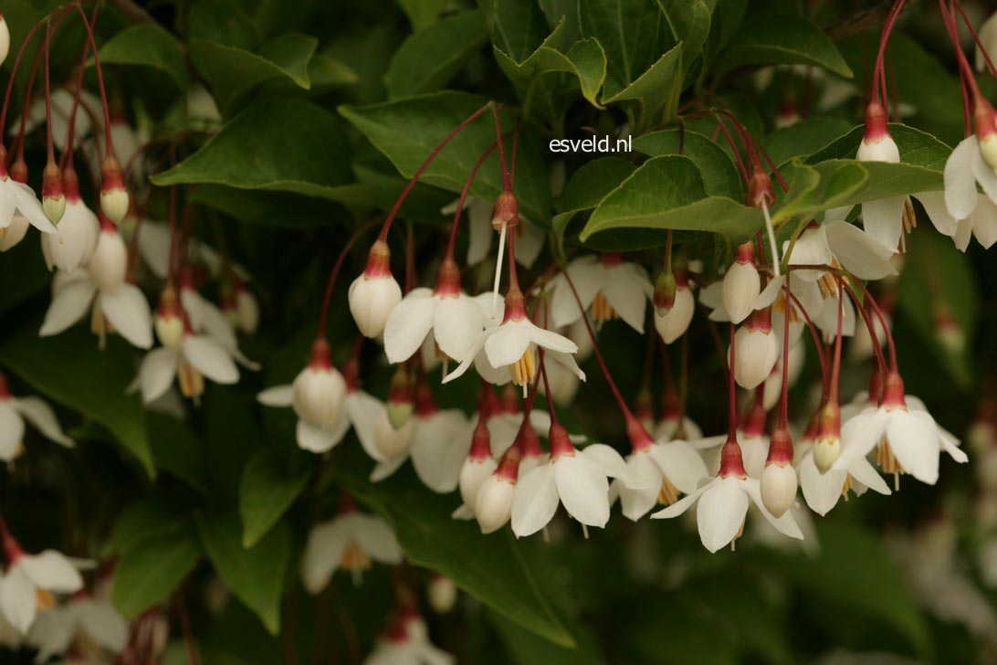 Styrax japonicus 'Peter Pan'