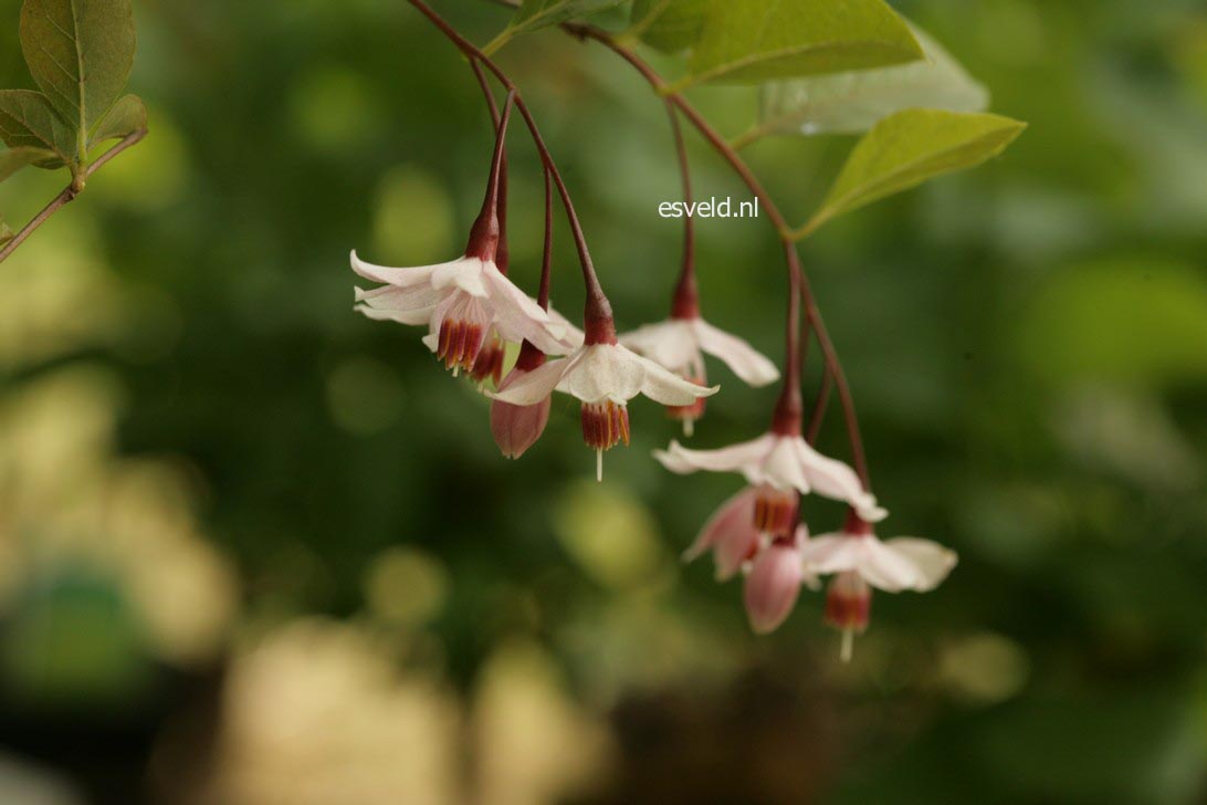 Styrax japonicus 'Pink Snowbell'