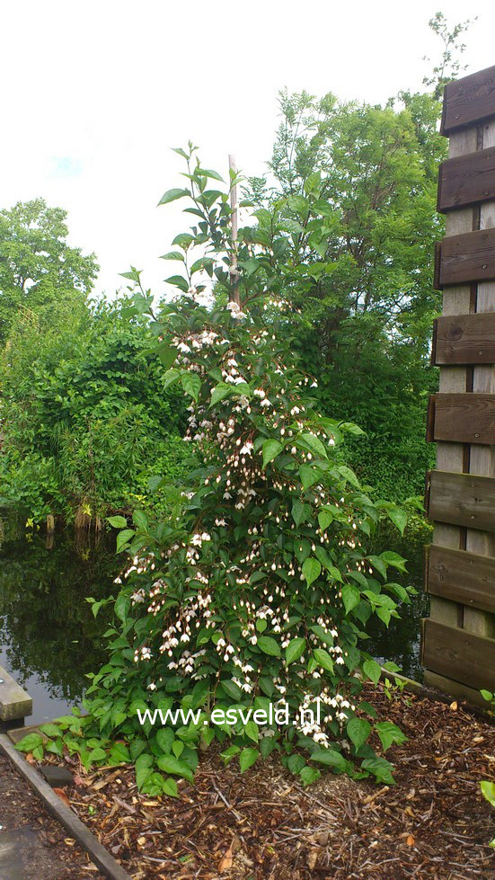 Styrax japonicus f. pendulus