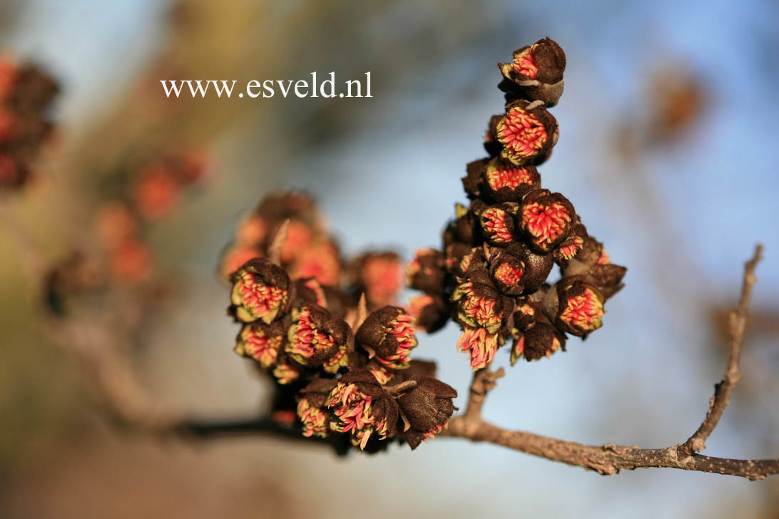 Sycoparrotia semidecidua