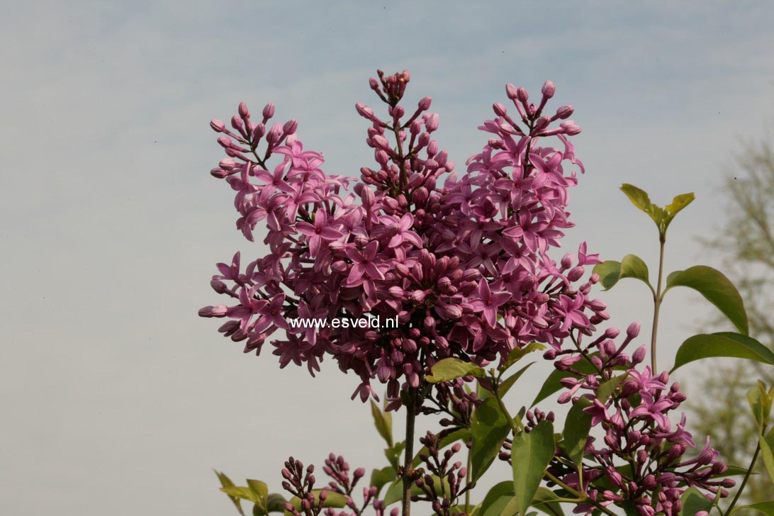 Syringa chinensis 'Amigo'