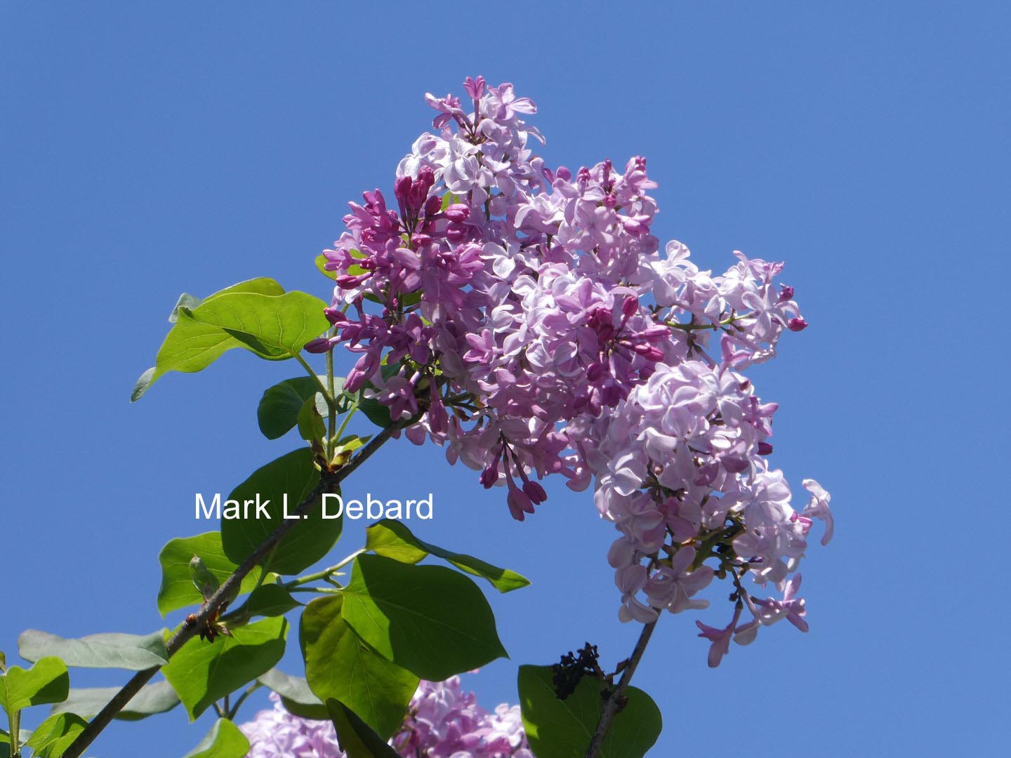 Syringa hyacinthiflora 'Buffon'