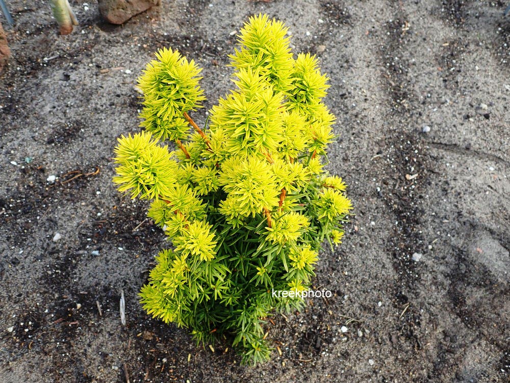 Taxus baccata 'Fastigiata Aurea'