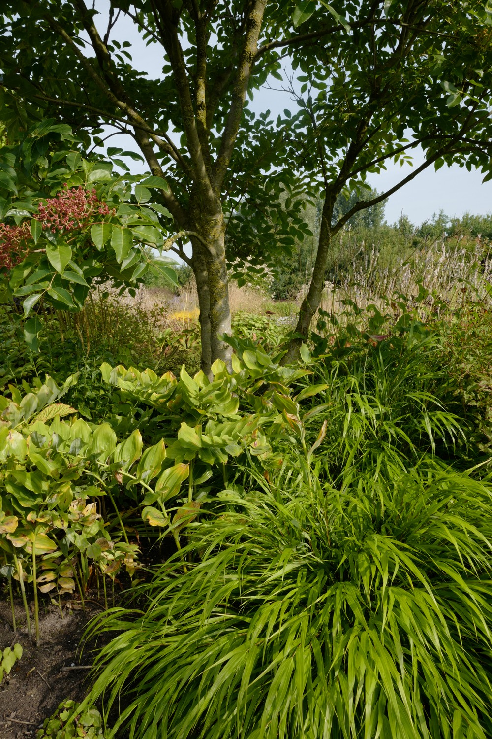 Tetradium daniellii hupehensis