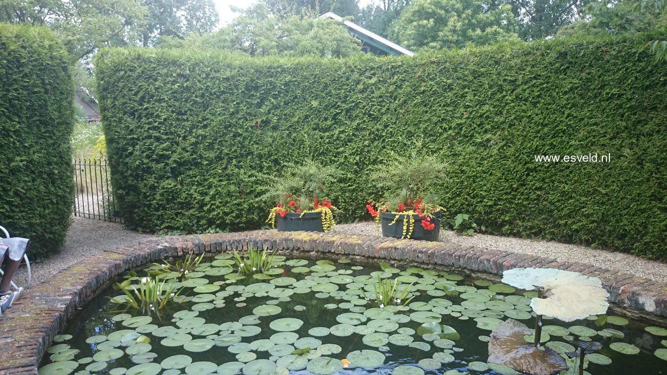 Thuja plicata