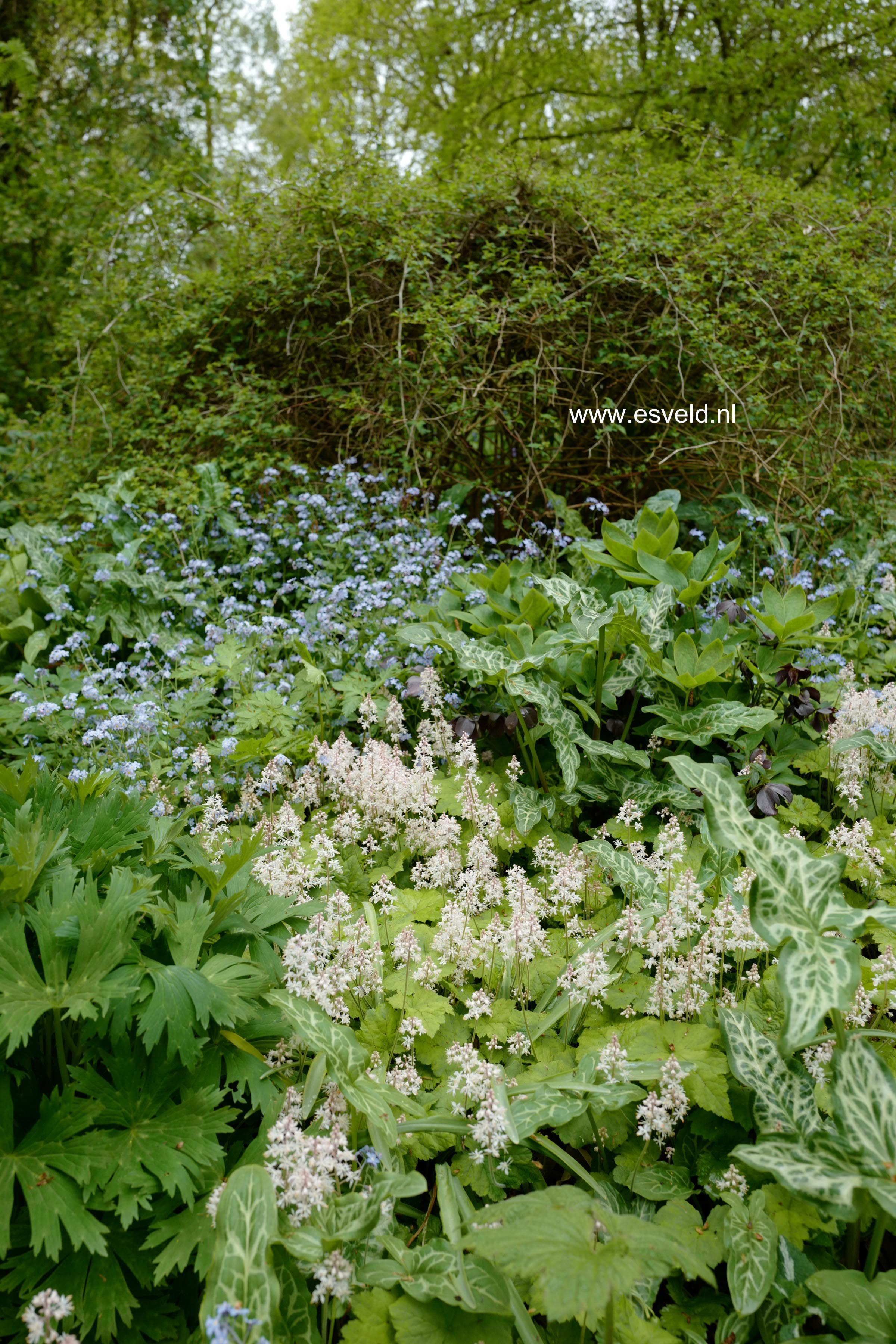 Tiarella cordifolia
