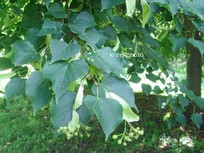 Tilia cordata